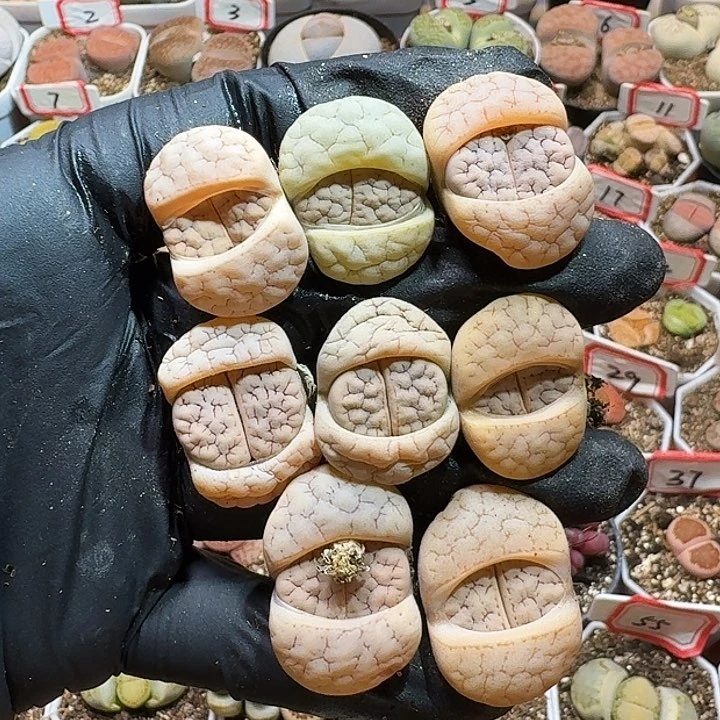 生石花222///。  238