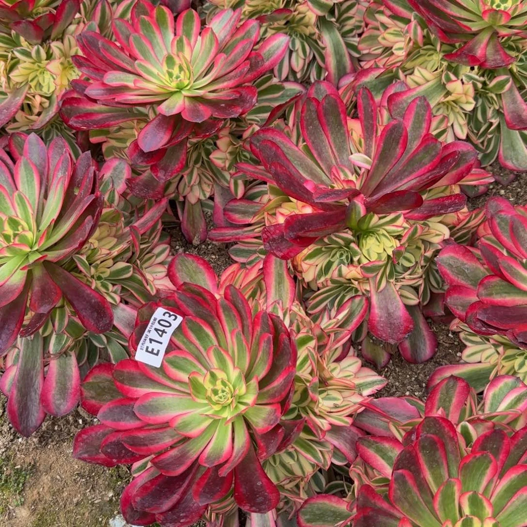 智****柜1403加1402，美杜莎到秋。多肉植物