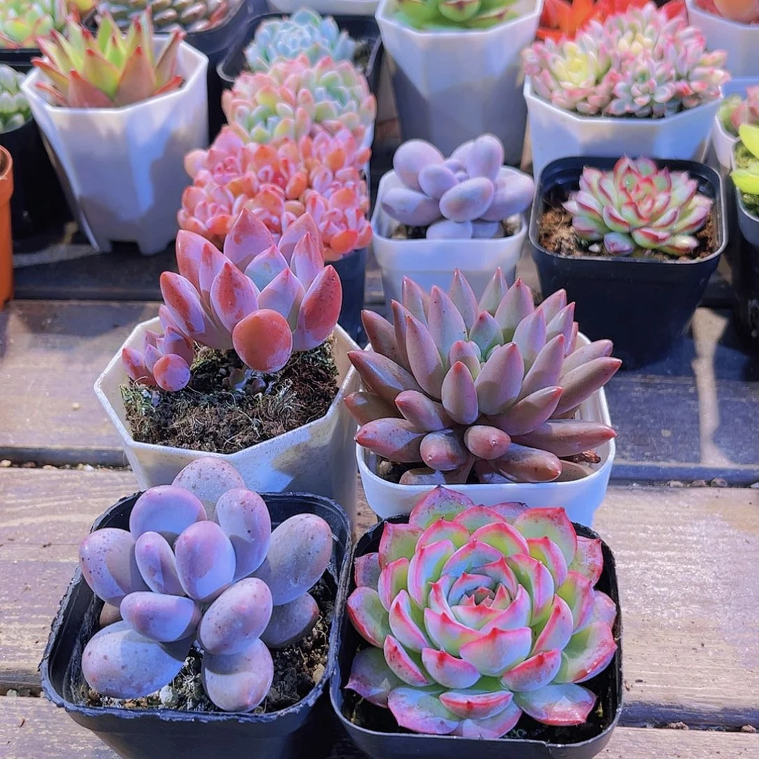 奥普。桃美人。侧影。 蜻蜓