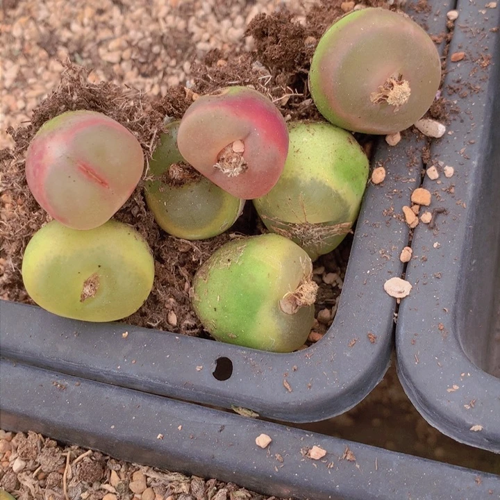 158668988668655443556556466