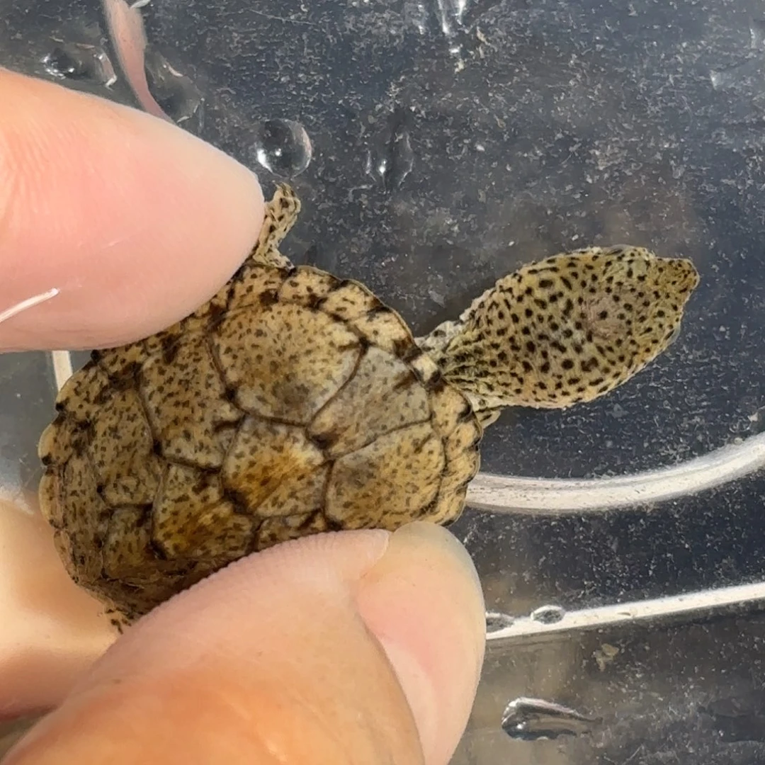 宠物龟不分公母A3全品满背根纹双满文大尾巴鼎级黑刀