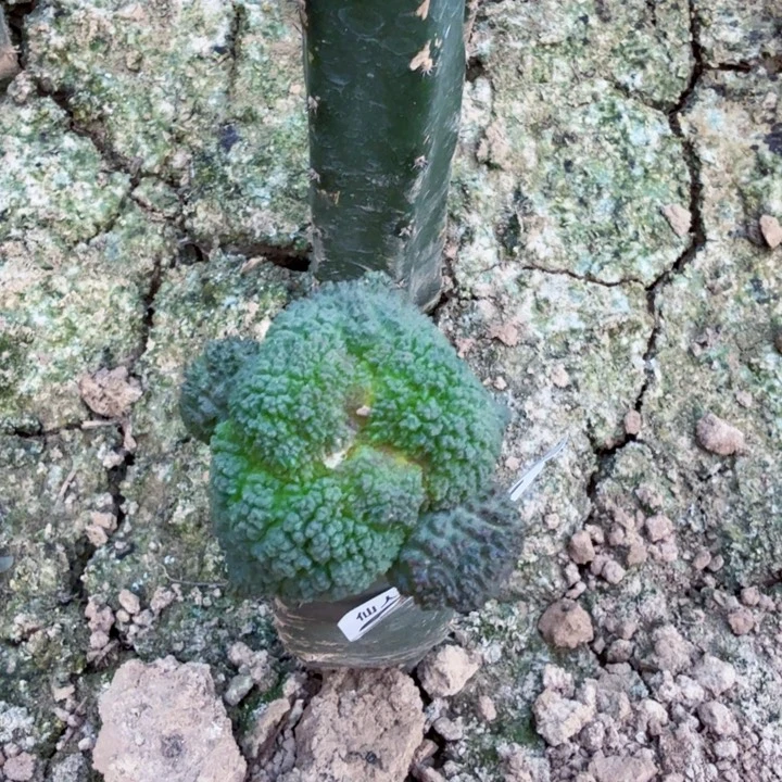 无花朵351艳肌大尤菜花牡丹最西