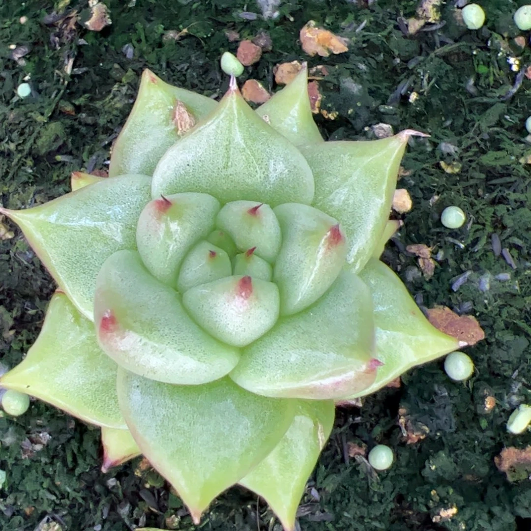 多肉植物，多肉植物