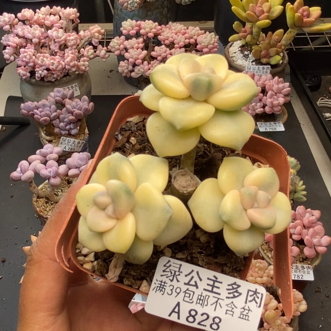 828美杏锦多肉有砍