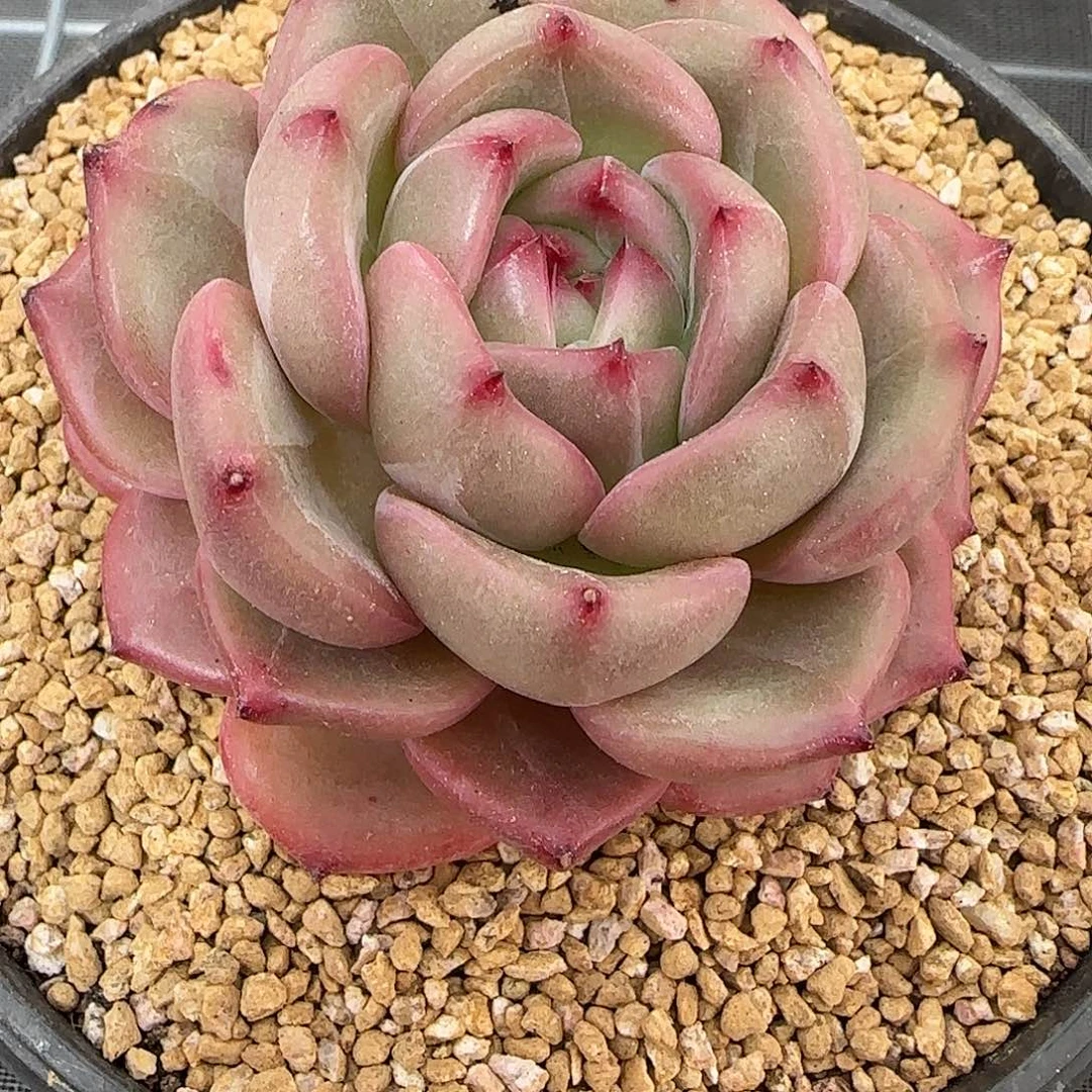 从前慢花园精选Q橙多肉