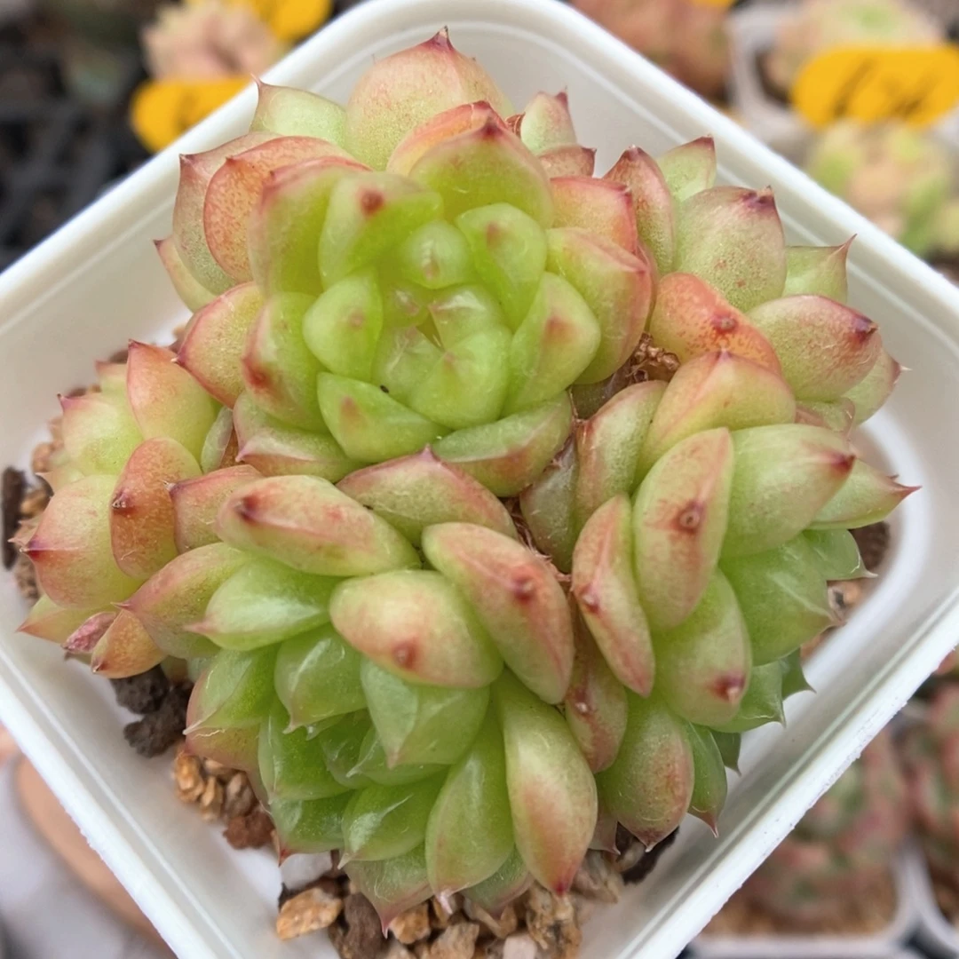 灯泡珍妮群生3160号