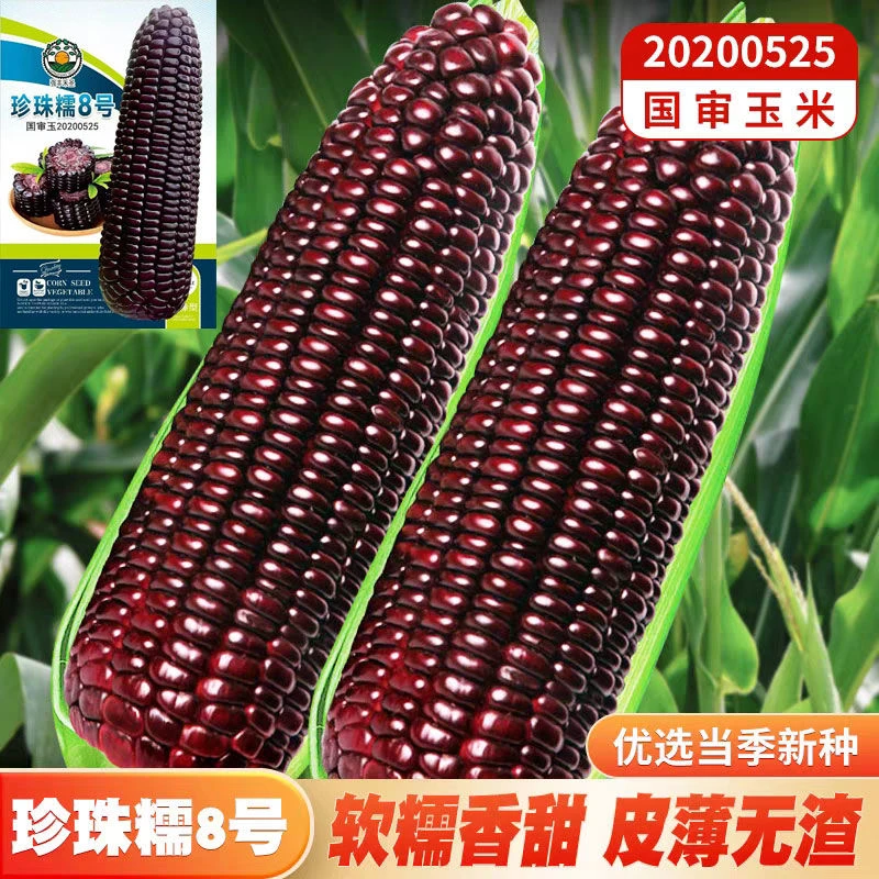 （装）珍珠糯8号国审黑糯玉米种子非转基因鲜食大棒抗病黑甜糯