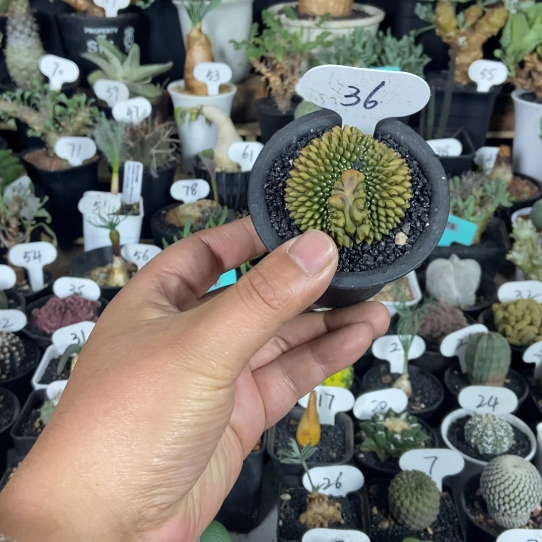 泰貘一号一物一拍