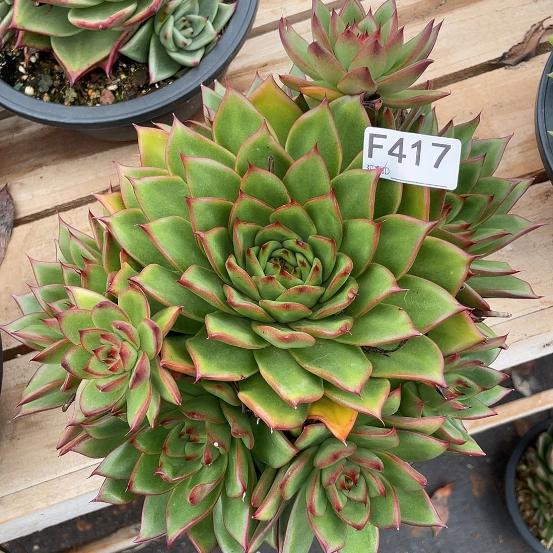 若如东云单拍F417