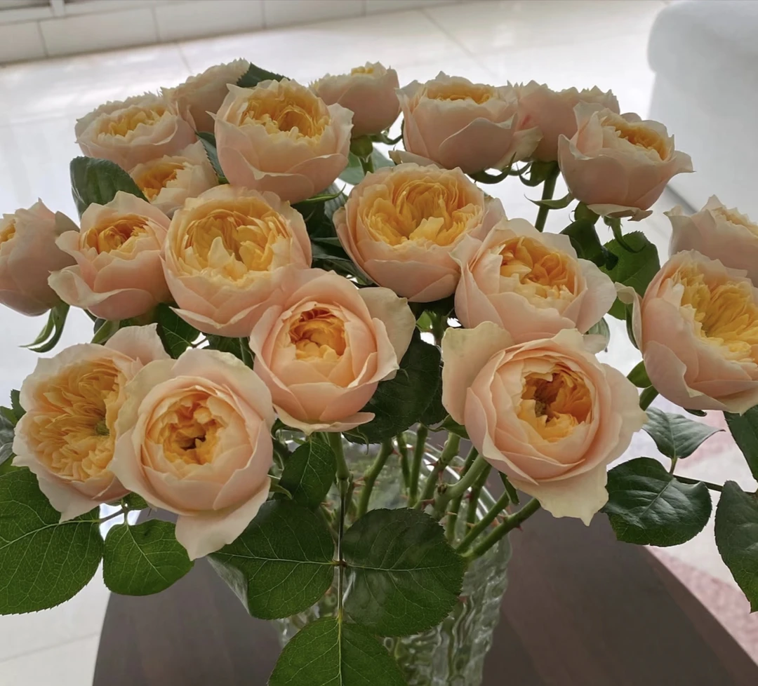 【黄蝴蝶玫瑰】全场三单包邮