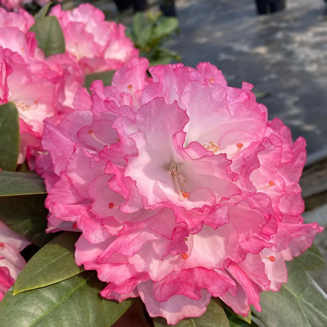 高山杜鹃【贵夫人】二月春小苗开花带香味四季常绿耐寒耐热适应性强