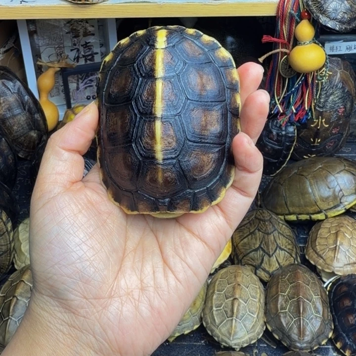 ༺***༻有机玻璃龟甲手把件