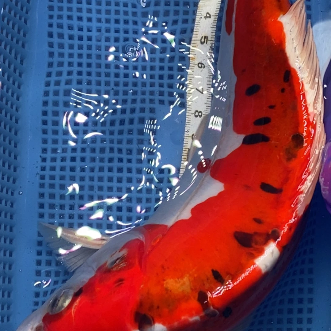 锦鲤冷水锦鲤包邮