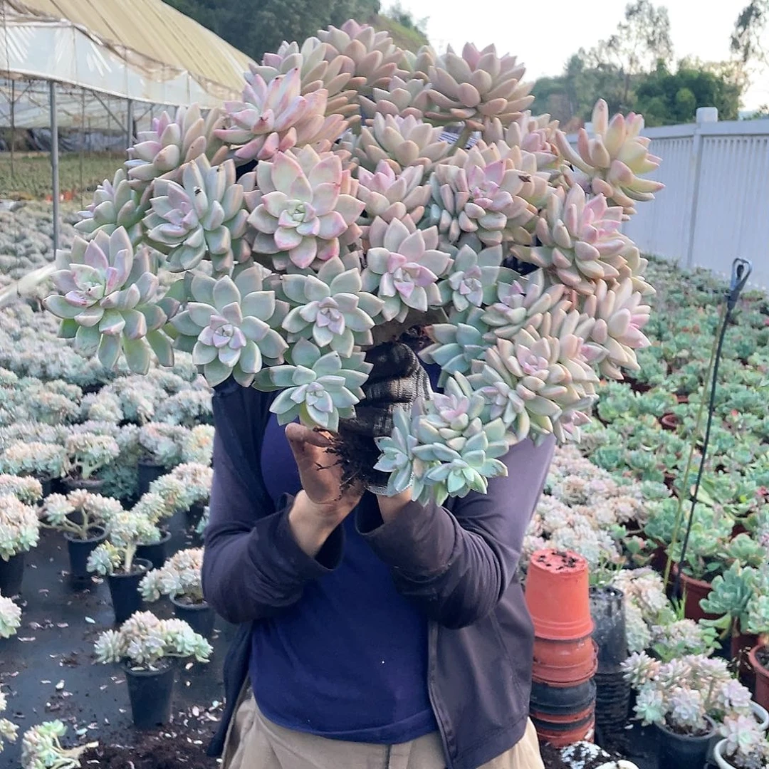 932 淡雪缀一物一拍