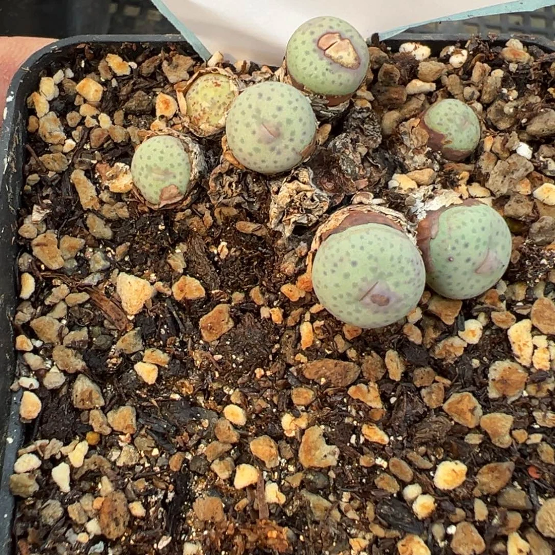 18-80肉锥多肉植物，