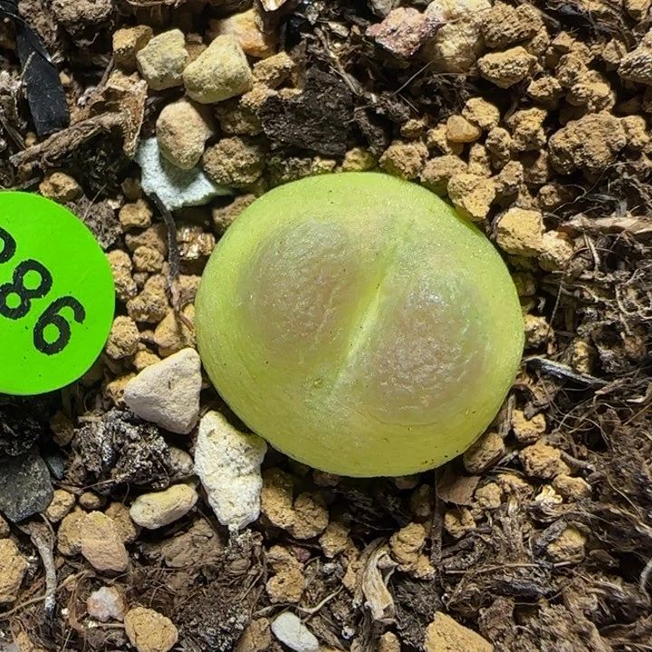 拉登1.6+多肉植物988