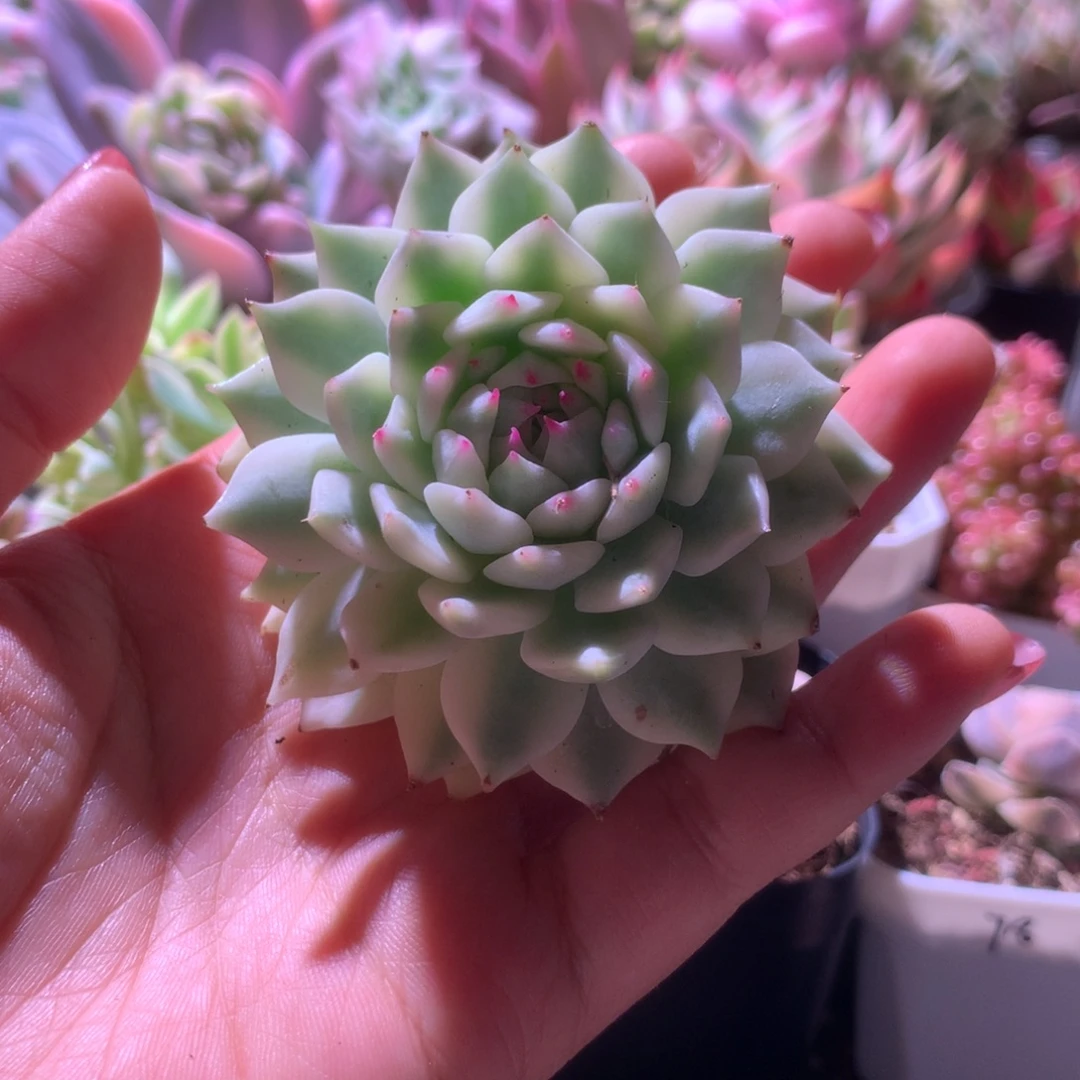 退单福利扎尔玫瑰覆轮锦有根
