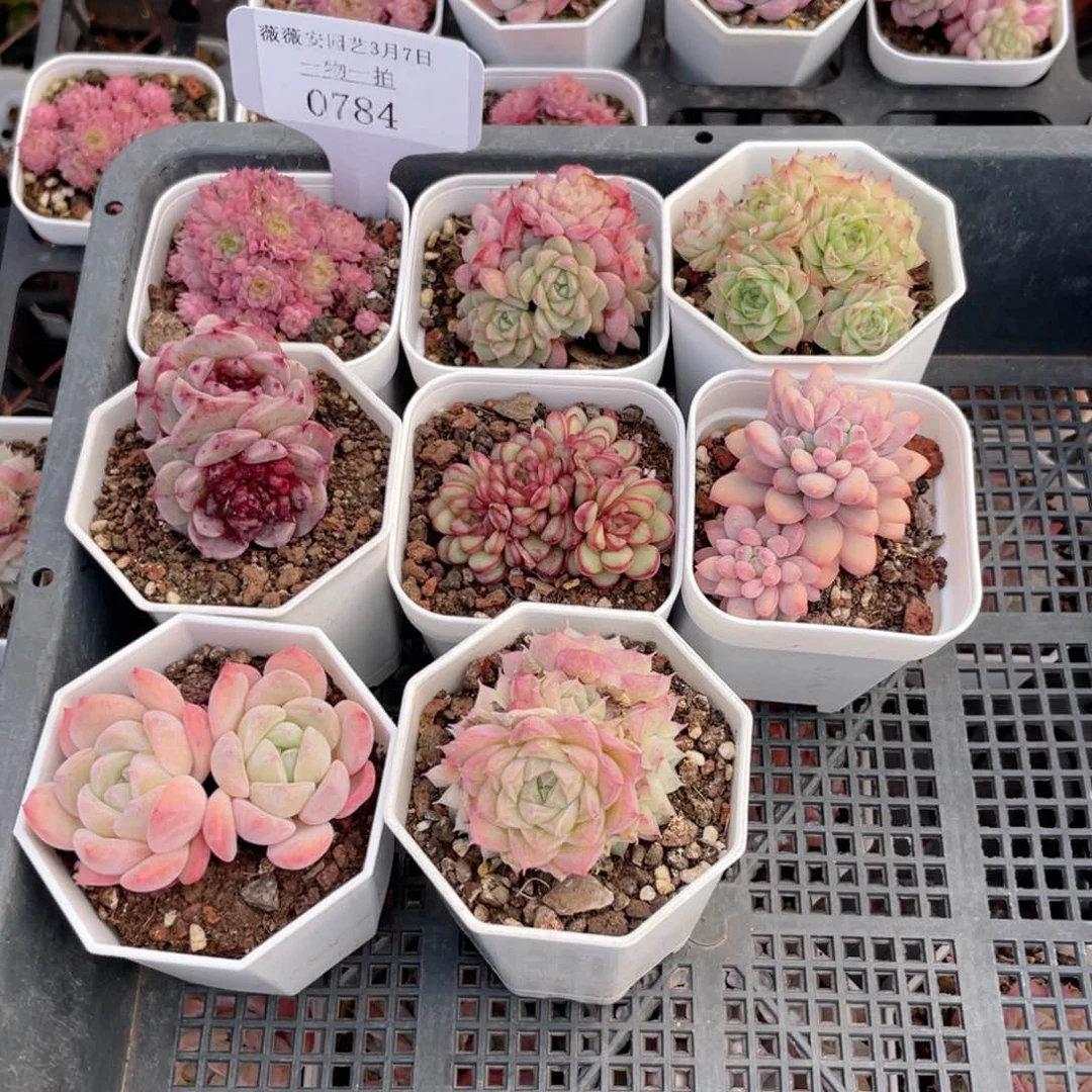薇薇安园艺多肉0784