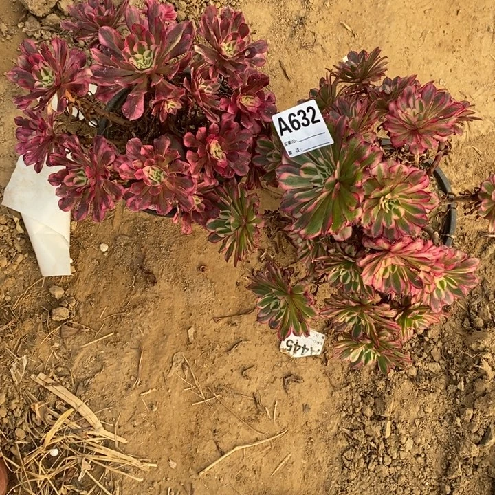 完全开放632组合套餐多肉植物