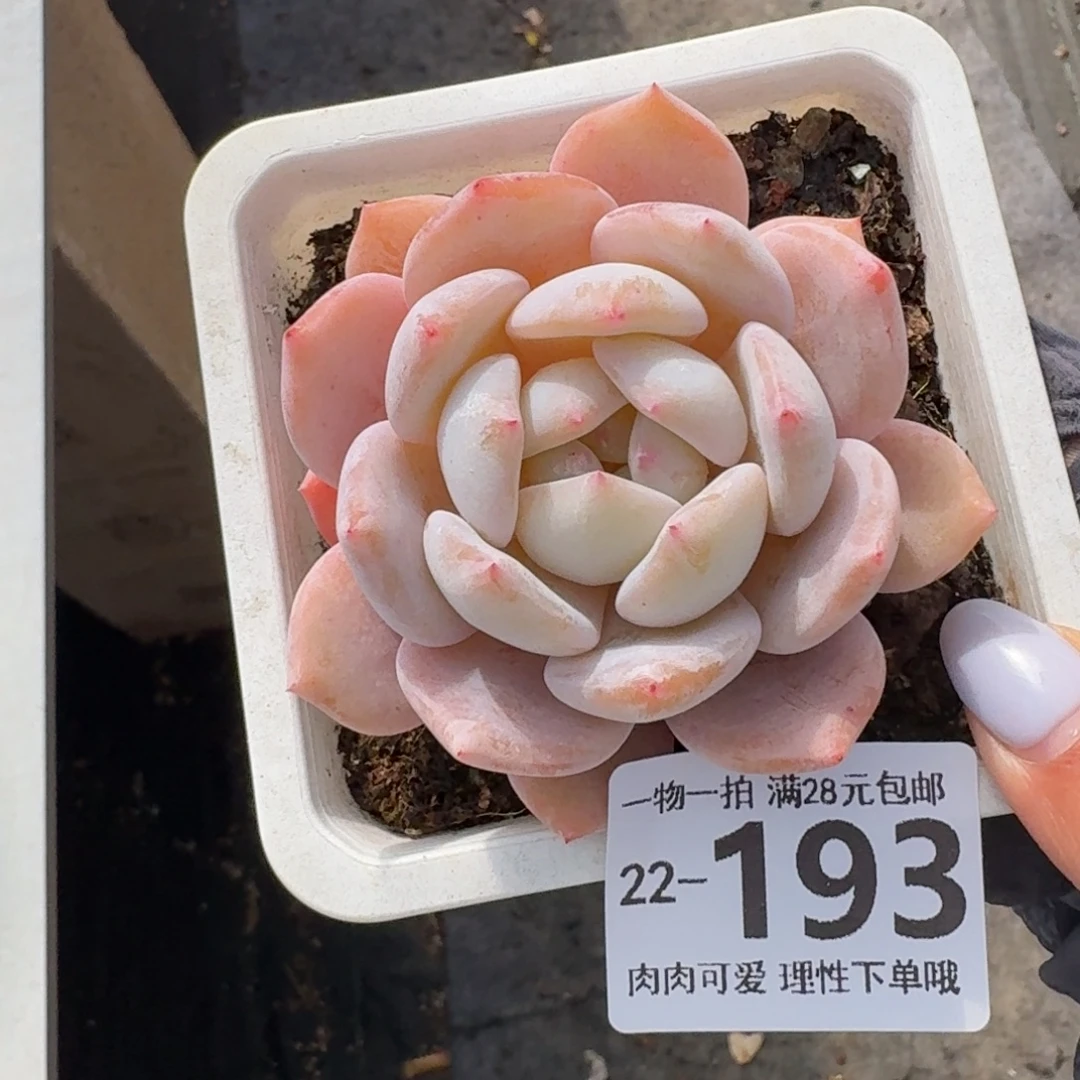 橙梦露无盆土发货无盆