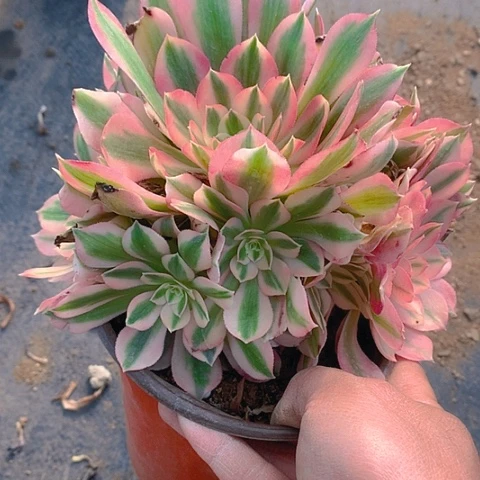 932粉女巫多肉植物