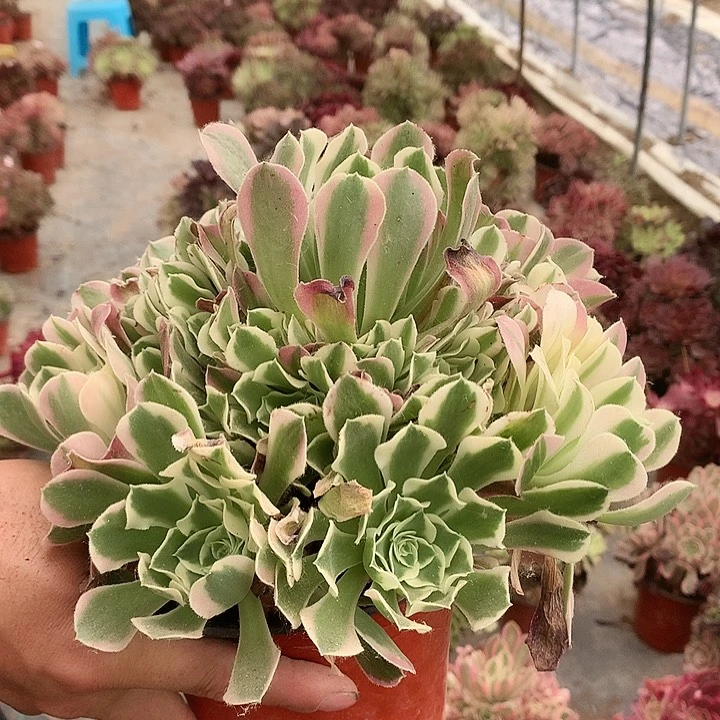 155白凤多肉植物