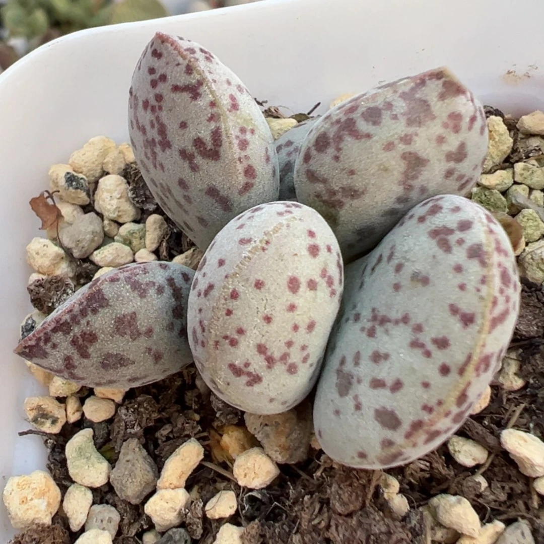 花蛋水泡多肉植物水泡