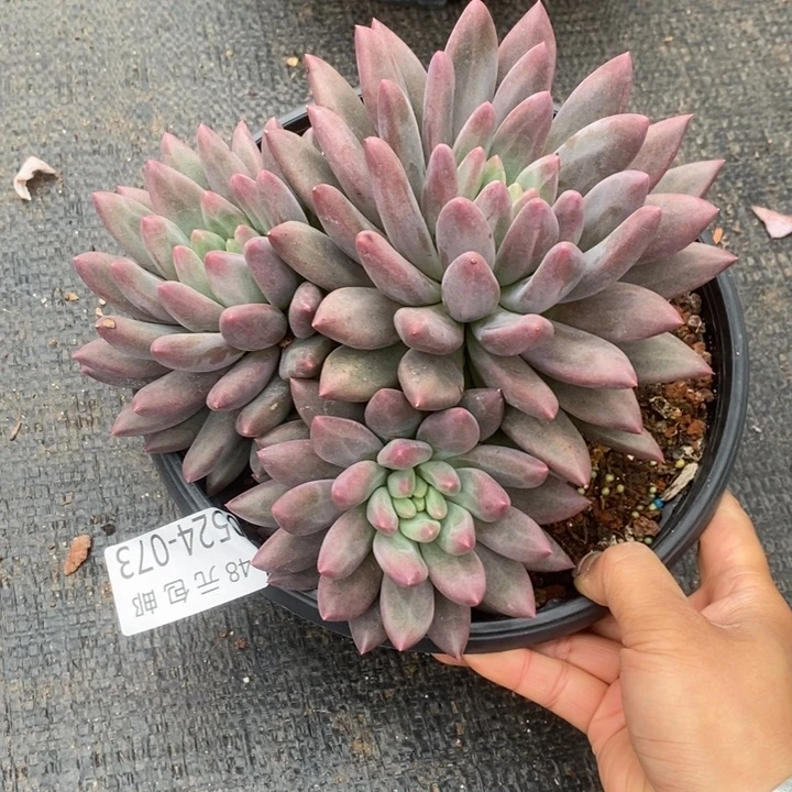 夏悦多肉0524-73红蜻蜓