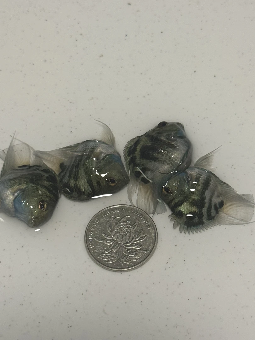 娃娃脸宝蓝3个半月苗子