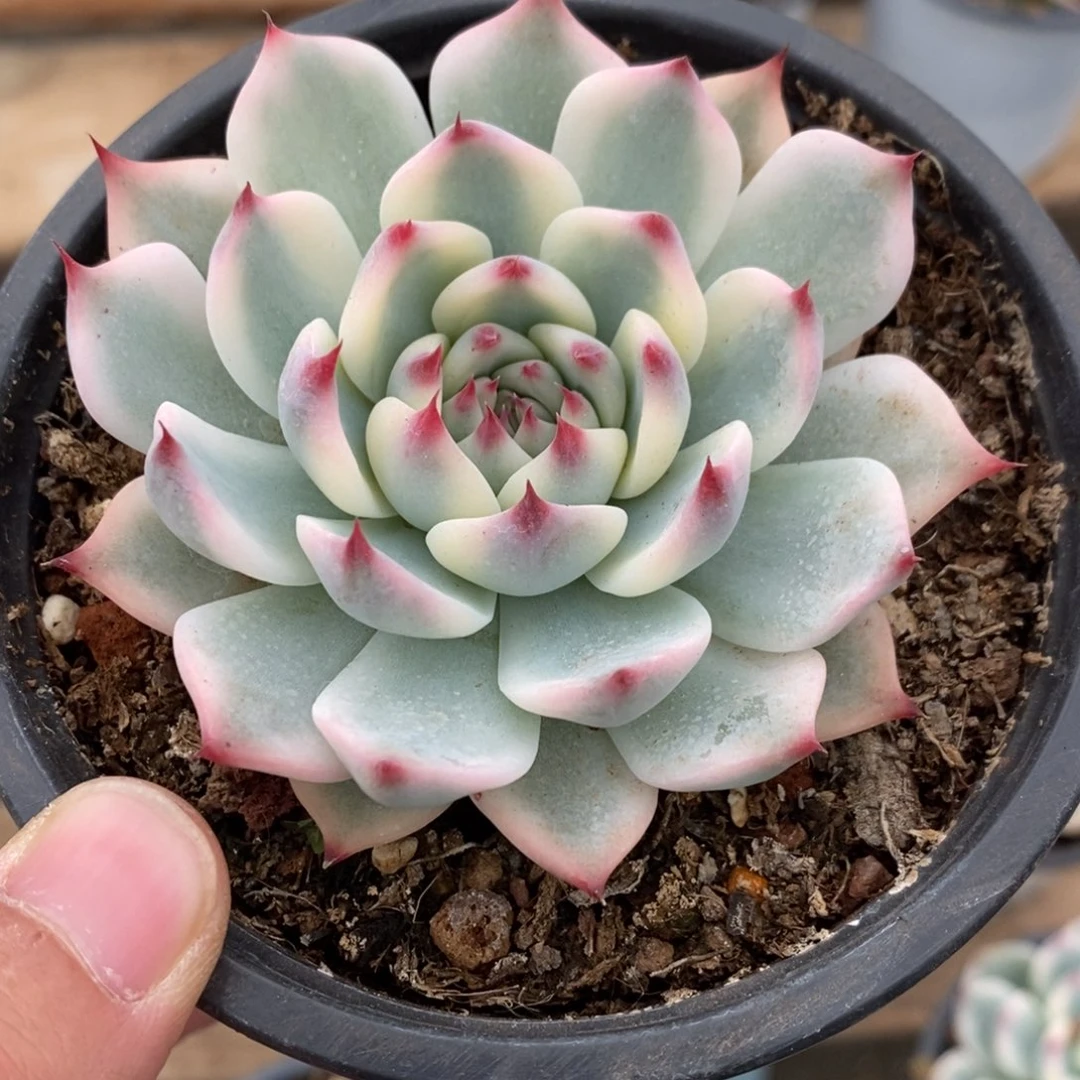 吉娃娃锦多肉植物A3169