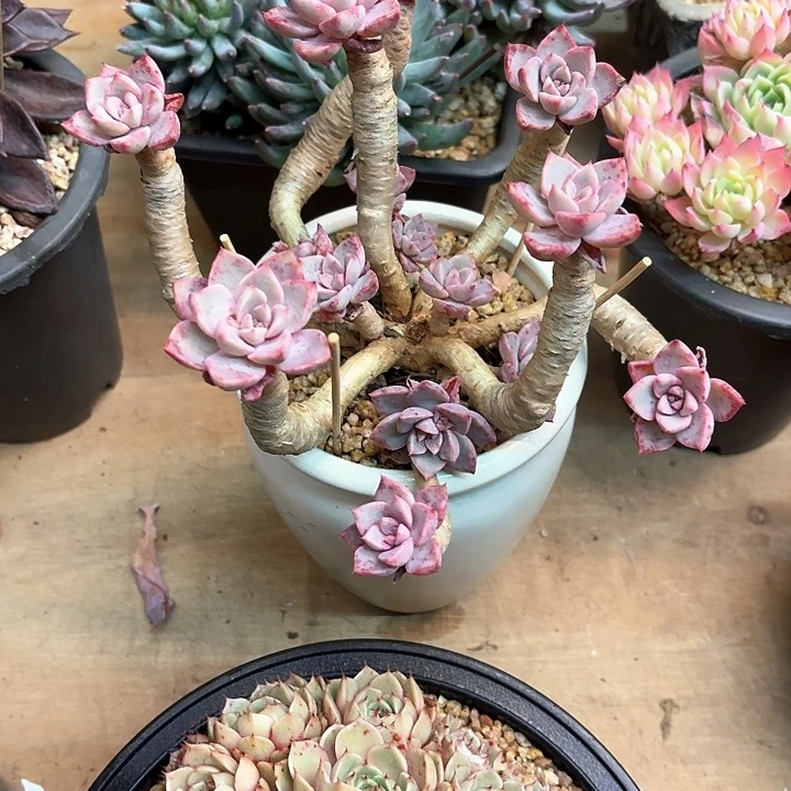 张*闹多肉植物，红粉佳人