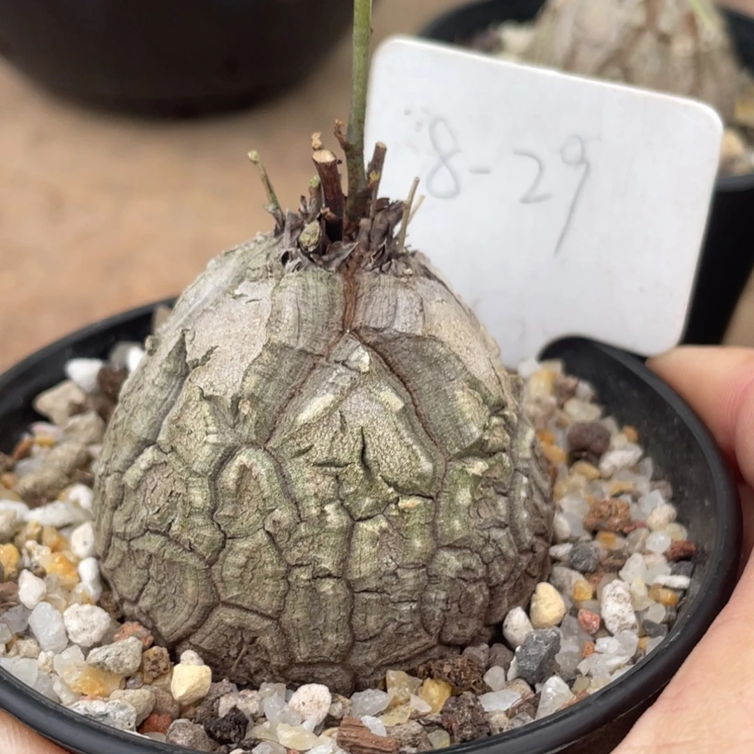 盆栽，龟甲龙.福利