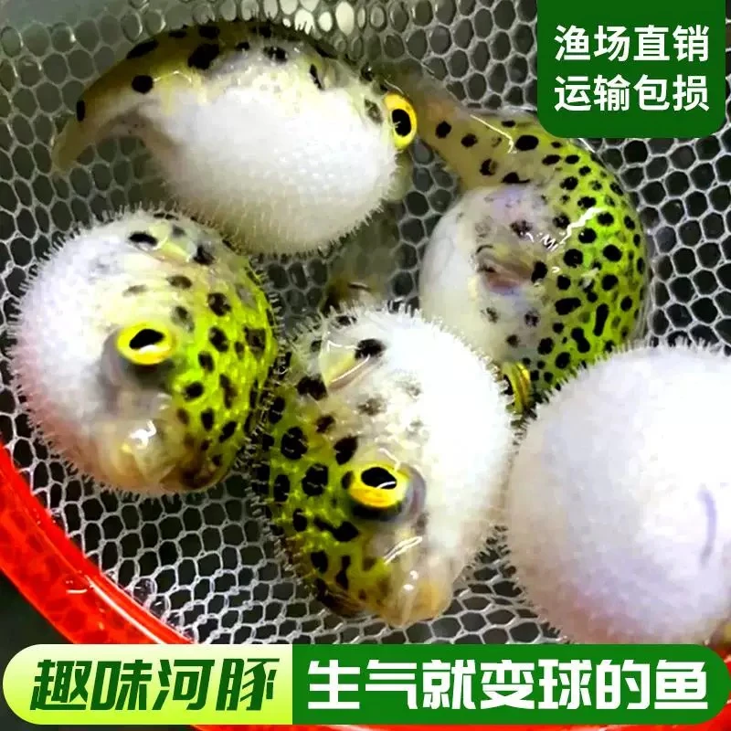 可爱蠢萌会鼓气的潜水艇金娃娃河豚鱼活体淡水热带观赏鱼
