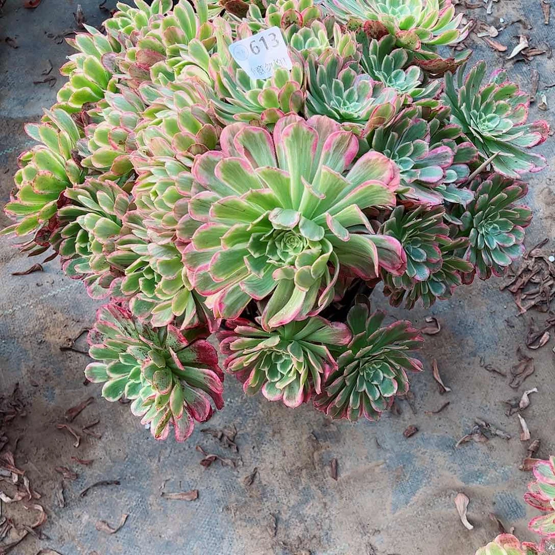 无花朵月*酒多肉植物613