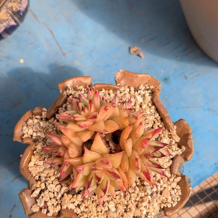 33 乌木一物一拍