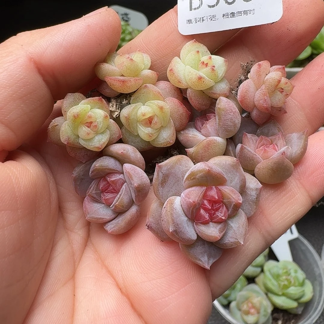 一物一拍一盒628-300