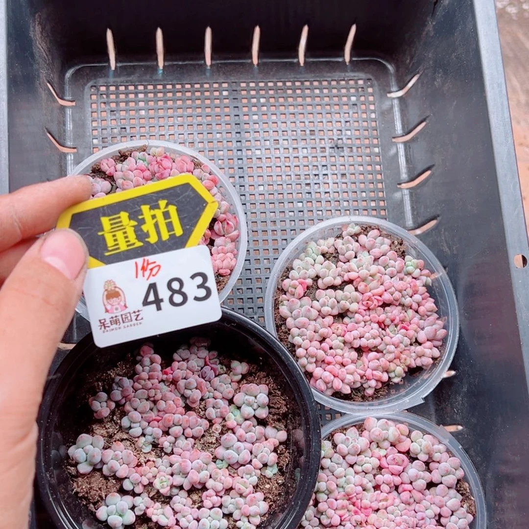 多肉植物多肉植物