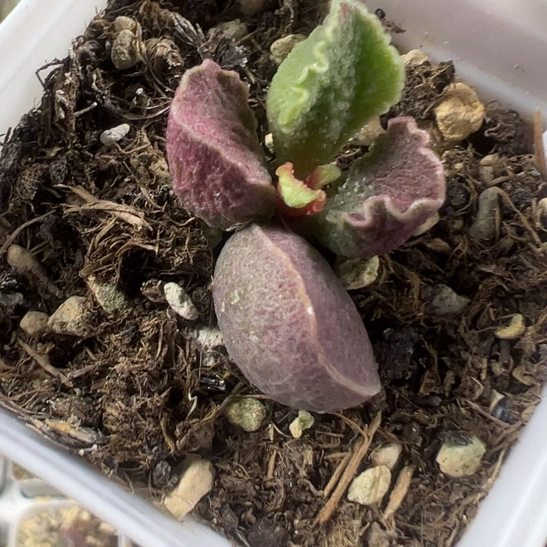 卷边实生大苗多肉植物75