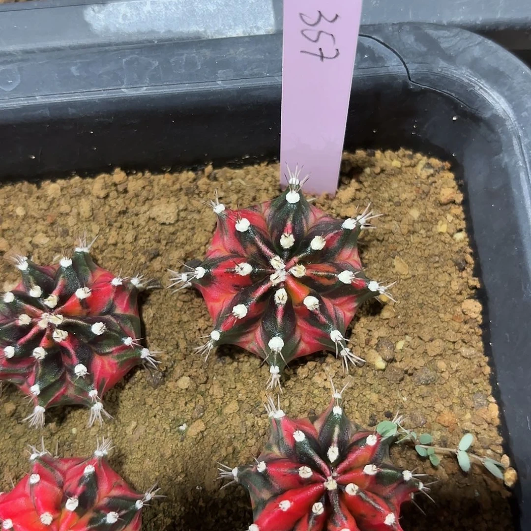 泰国米哈357-0220