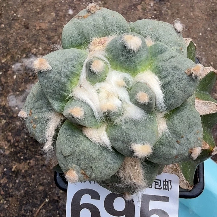 无花朵695白肌花牡丹东三