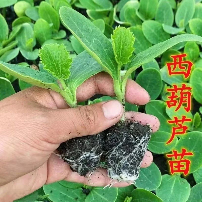 西葫芦种苗早熟角瓜种籽茭瓜苗油亮翠绿高产四季阳台盆栽蔬菜苗秧