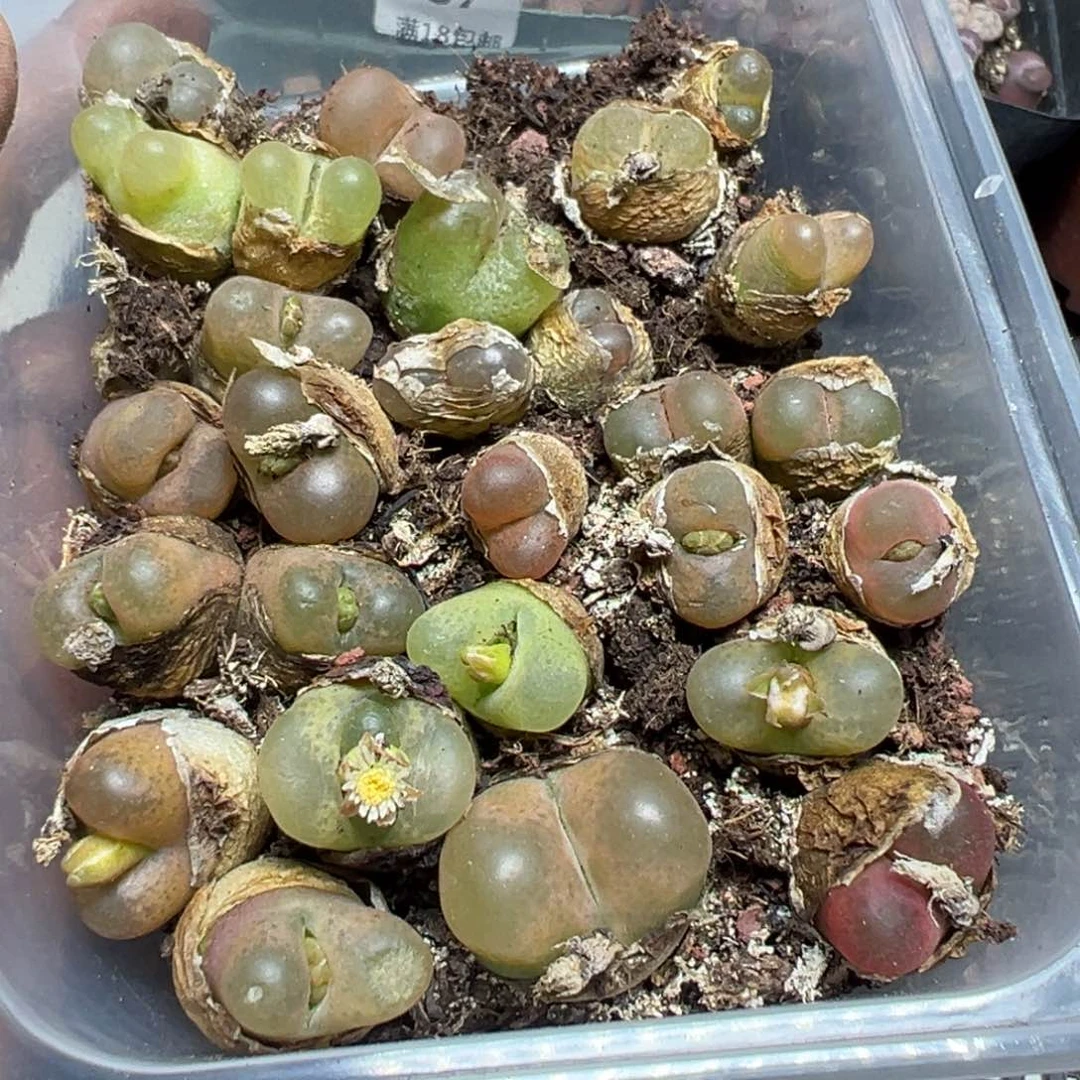 【闪购商品】 938。