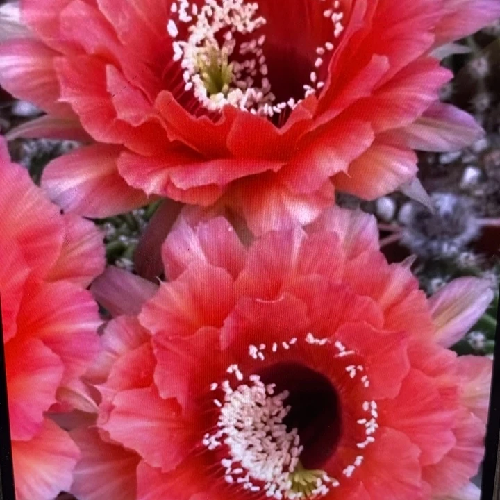 香香新金刚带根5公分左右