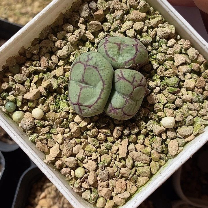 7317。    八重猴。