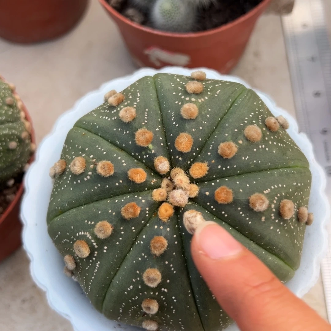 星兜随机一颗。
