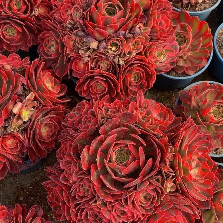 香妃一颗多肉植物