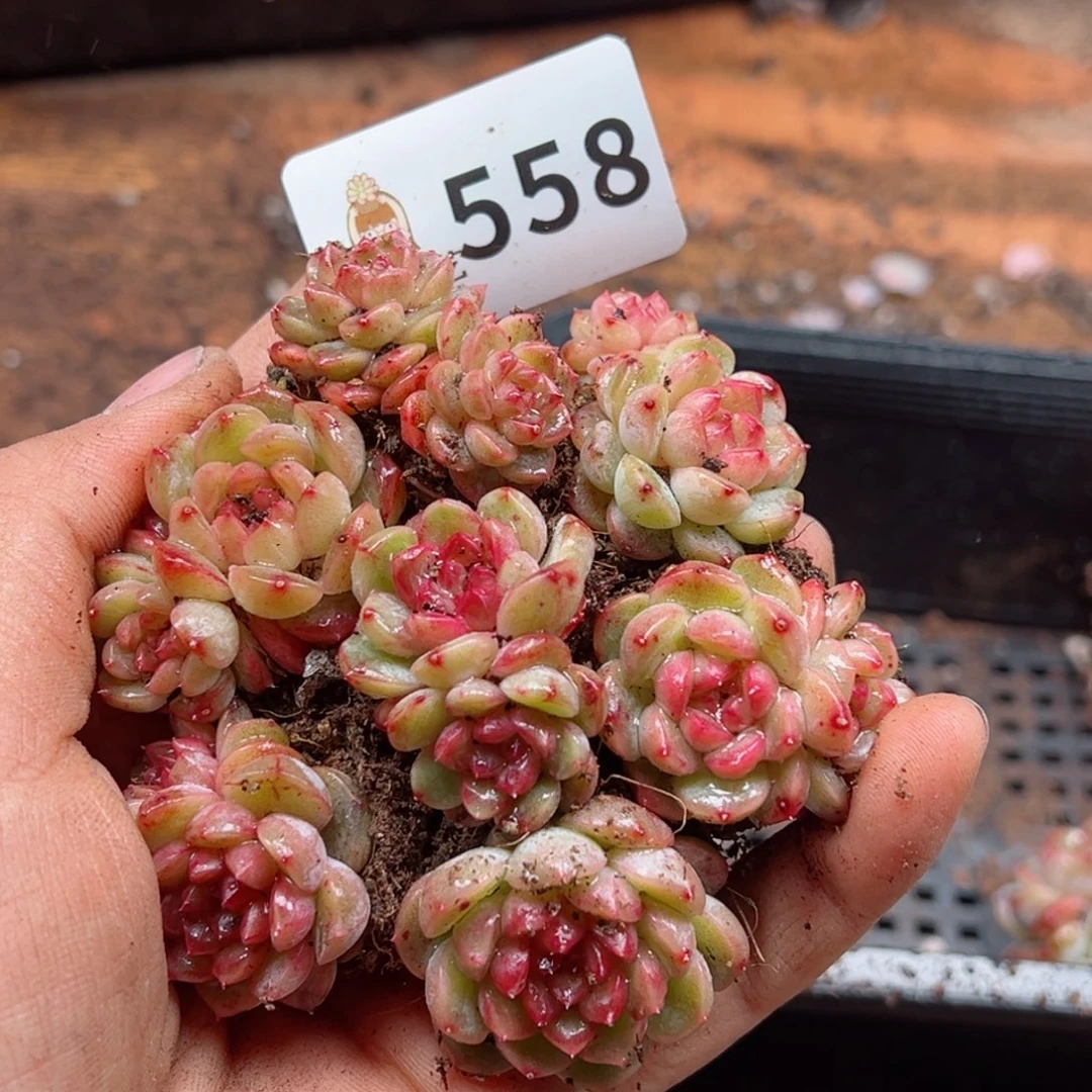 多肉植物多肉植物