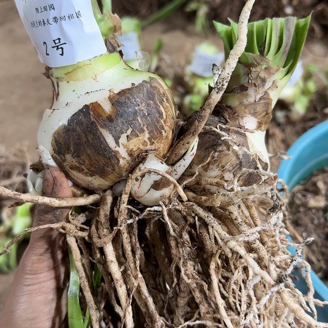 淬炼双胞胎2号开花球9+7