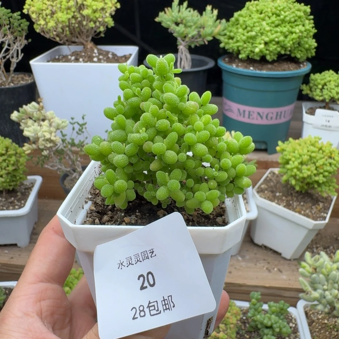 ?*糖20号蜜橘。