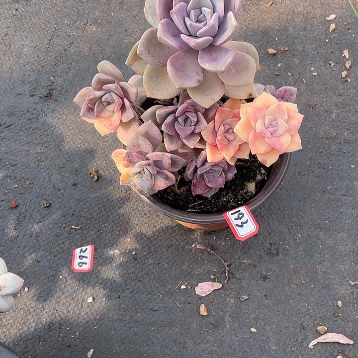 小*姐193紫乐锦 一物一拍多肉